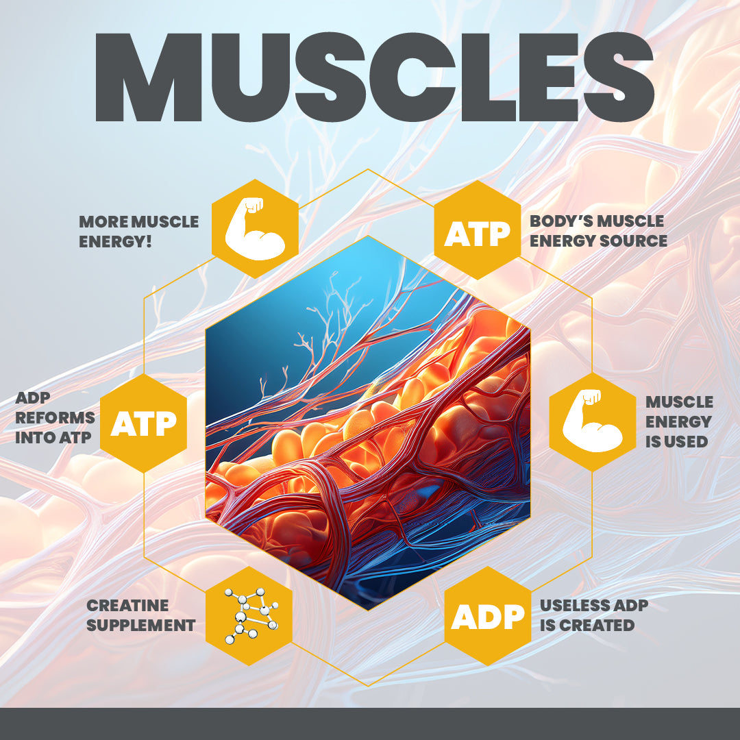 Creatine for Muscles